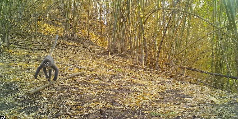 A small brown monkey runs through a bamboo forest and toward the camera