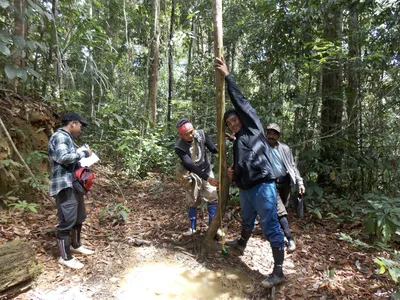 Four people take a measurement of a tree in the forest