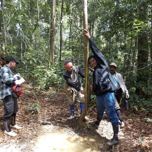 Four people take a measurement of a tree in the forest