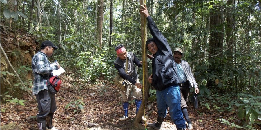 Four people take a measurement of a tree in the forest