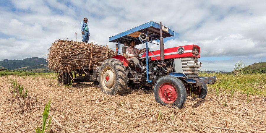 A man stands on the back of a blue tractor that's hauling harvested sugarcane