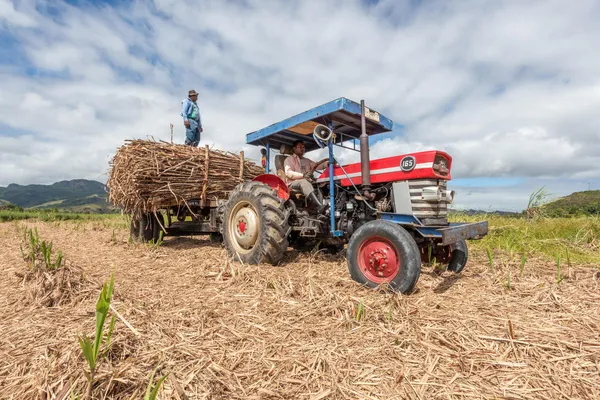 A man stands on the back of a blue tractor that's hauling harvested sugarcane