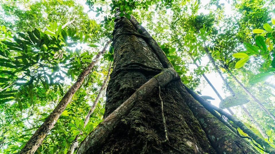 A tree in the Amazon rain forest stretches up toward the sun