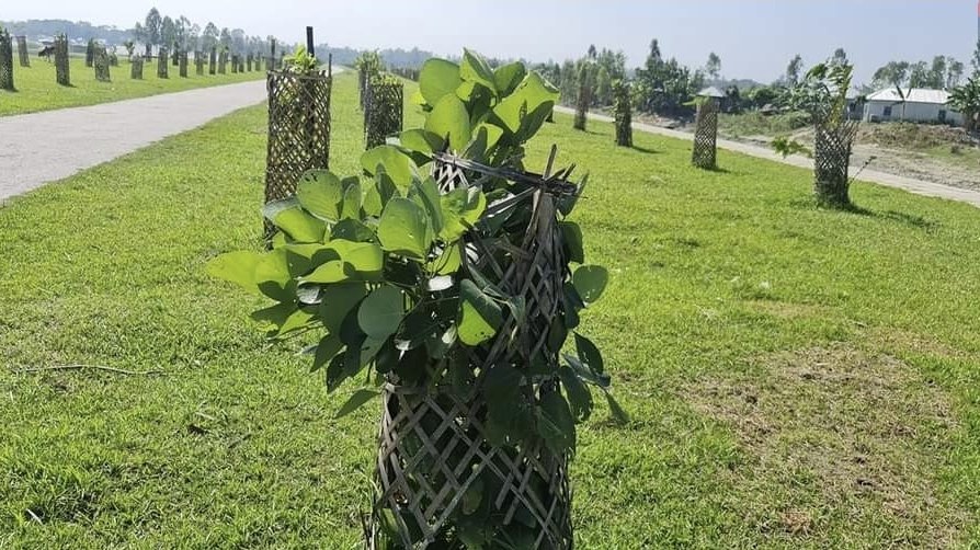 A small tree bundled in bamboo grows along a riverbank