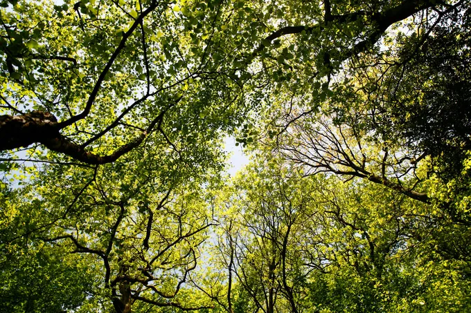 Leafy tops of the trees against a blue sky