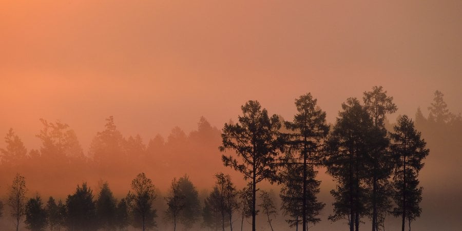Red light from a rising sun silhouettes trees in a forest in China