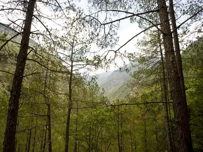 Trees lining a trail in Langtang National Park, Nepal.