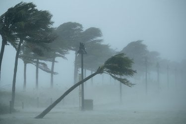 Trees bend in the tropical storm wind along North Fort Lauderdale Beach Boulevard as Hurricane Irma hits the southern part of the state in Fort Lauderdale, Florida.