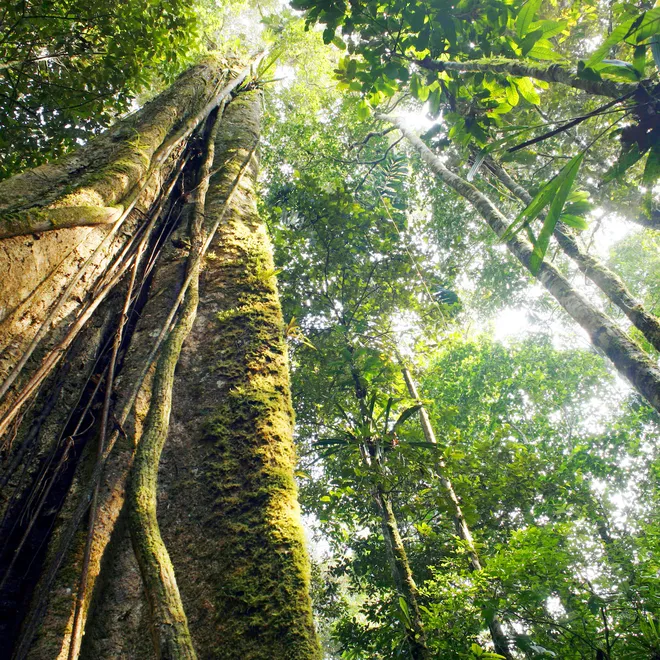 Looking up the trunk of a giant rainforest tree to the canopy and the sky.