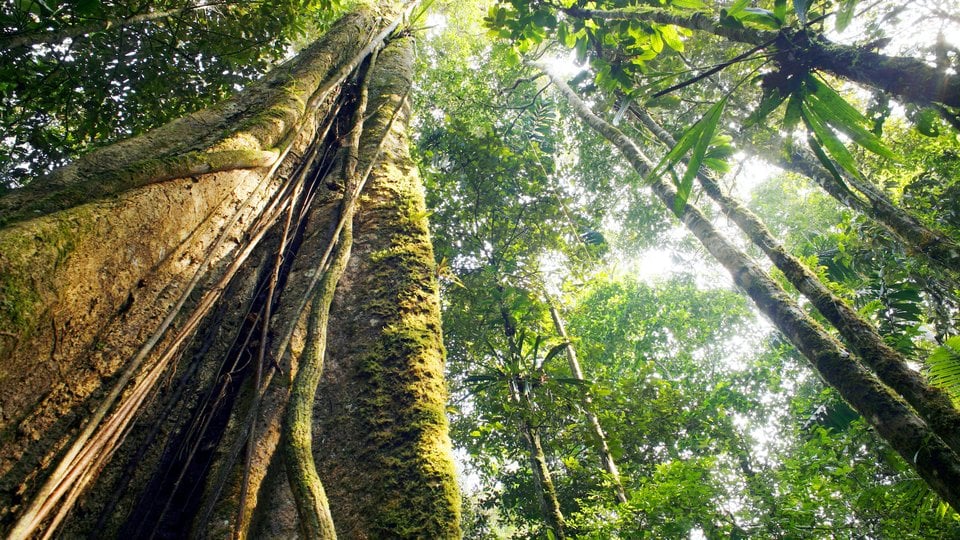 Looking up the trunk of a giant rainforest tree to the canopy and the sky.