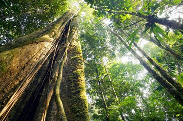 Looking up the trunk of a giant rainforest tree to the canopy and the sky.