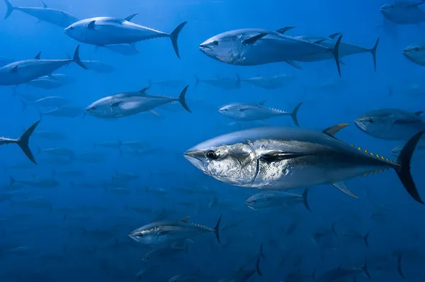 A school of tuna swims past the camera with some close up and some far away.