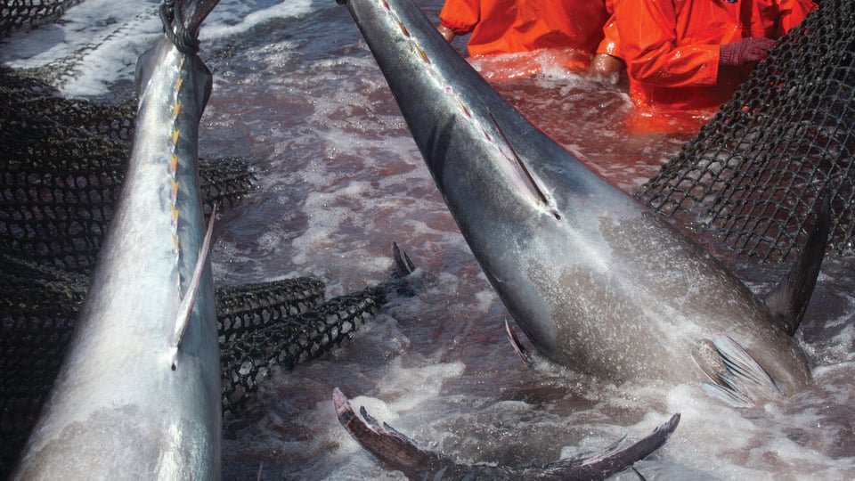 Tuna in fishing net_Atlantic Bluefin Tuna