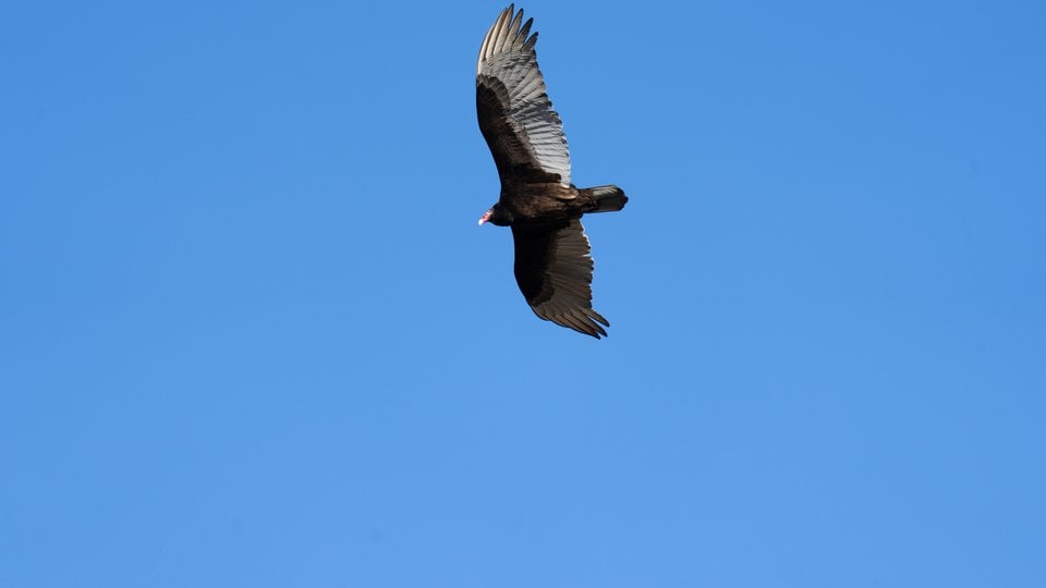 Turkey vulture flying in blue sky