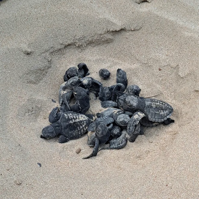 Protecting Sea Turtles in Palawan’s Climate-Stressed Coasts | World ...