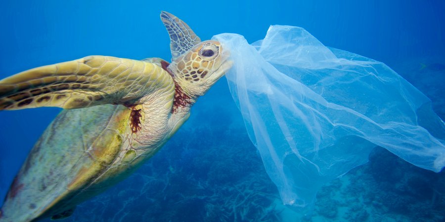 A turtle swims toward a plastic bag