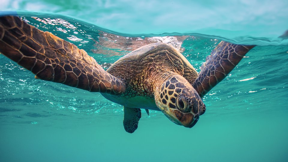 An underwater photo of a marine turtle at the surface looking down and about to dive under.