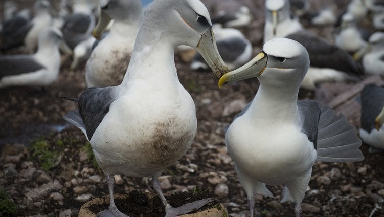 A group of white birds on rocks on a rocky beach with gray sky in the background