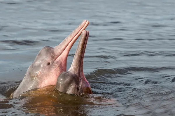 Two Amazon river dolphins lift their heads out of the water close to one another