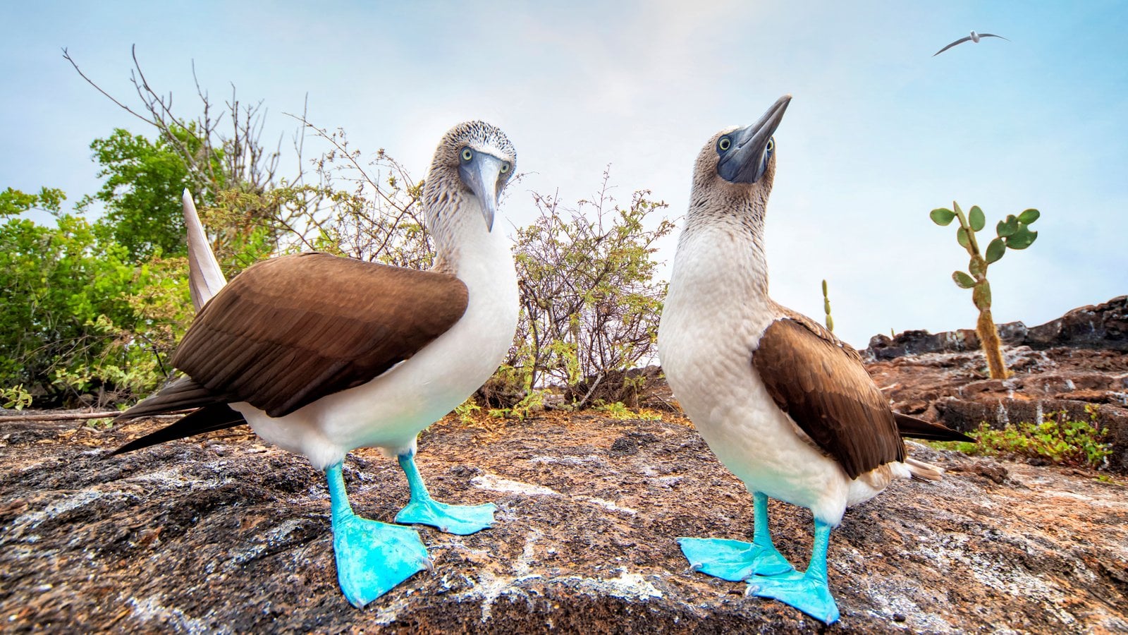 Why Do Blue-Footed Boobies Have Blue Feet? | WWF