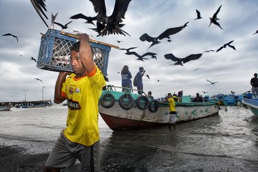 Unloading fish in Posorja, Ecuador.