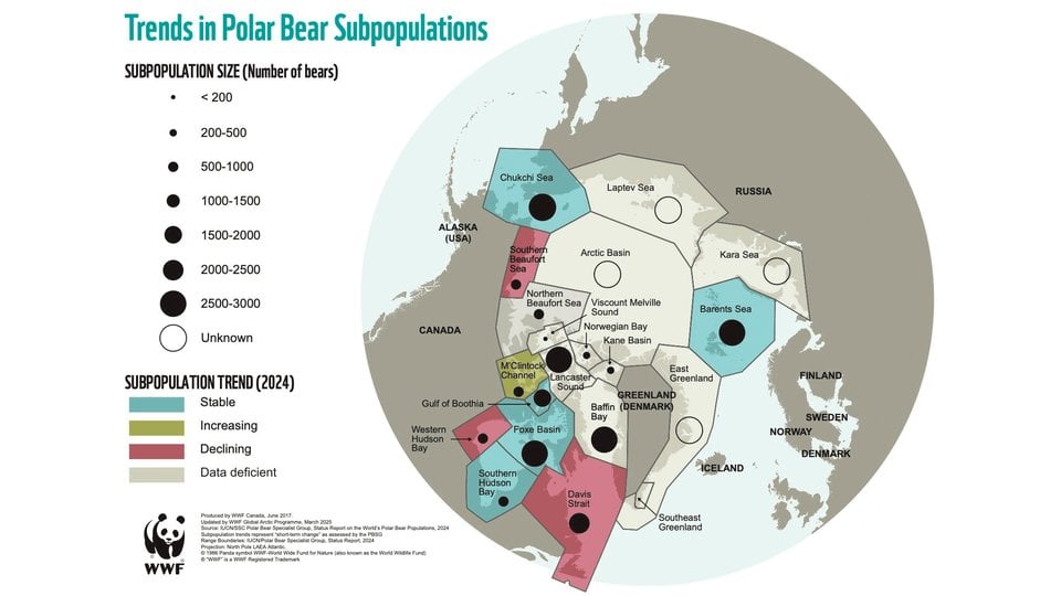 Map of polar bear populations updated 2024