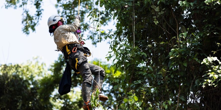 Vania Tejeda on ropes, scaling a tree in the Amazon rainforst to inspect a camera trap and canopy bridge
