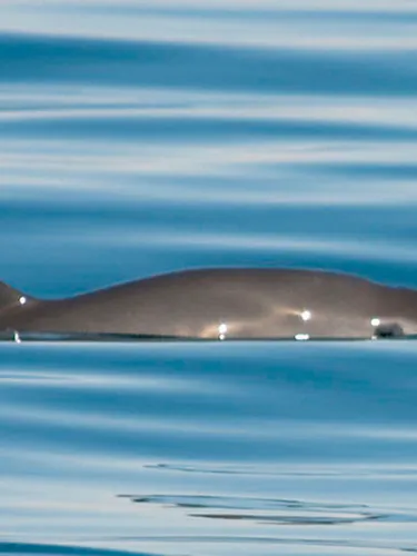 A vaquita swimming on the surface
