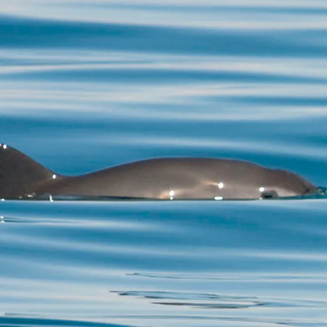 A vaquita swimming on the surface