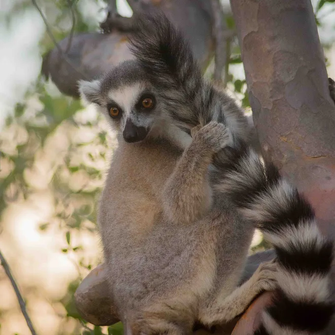 A ring-tailed lemur holds onto a tree trunk and looks into the distance