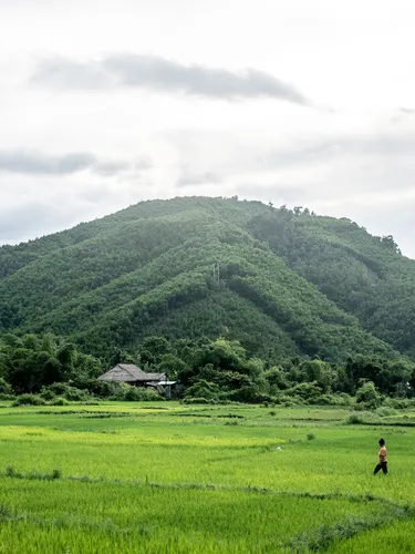 Green landscape of Vietnam, woman crossing field in foreground, mountain in background