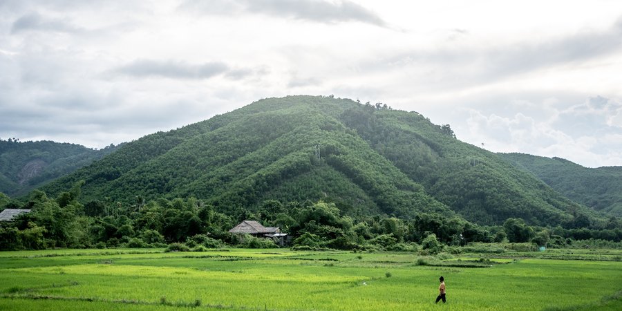 Green landscape of Vietnam, woman crossing field in foreground, mountain in background