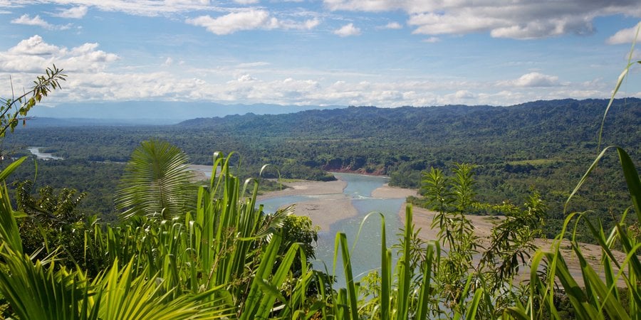 A sprawling forest landscape with mountains in the distance under a blue sky and bright green foliage close-up in the foreground