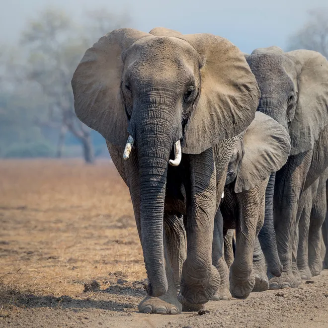 A herd of African elephants (Loxodonta africana) walking in line
