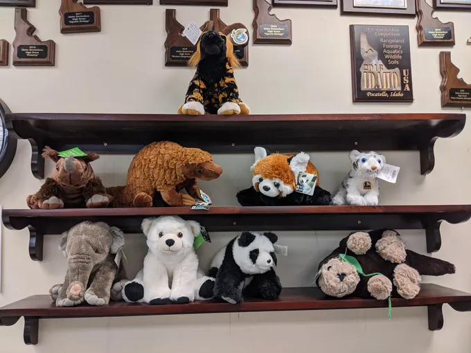 Becky Freiberg's class collection of animal plushes