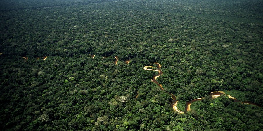Meandering stream in a rainforest