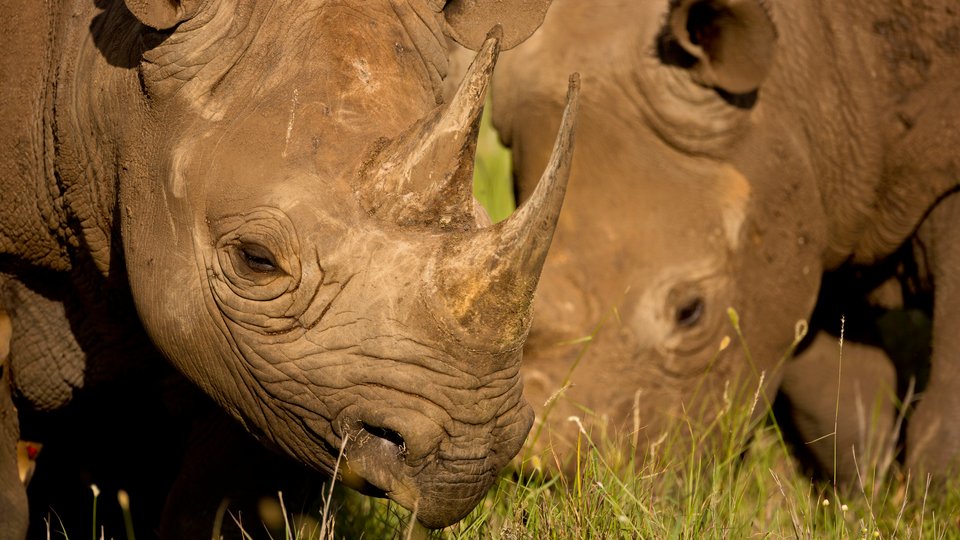 Black Rhinoceros (Diceros bicornis), Kenya.