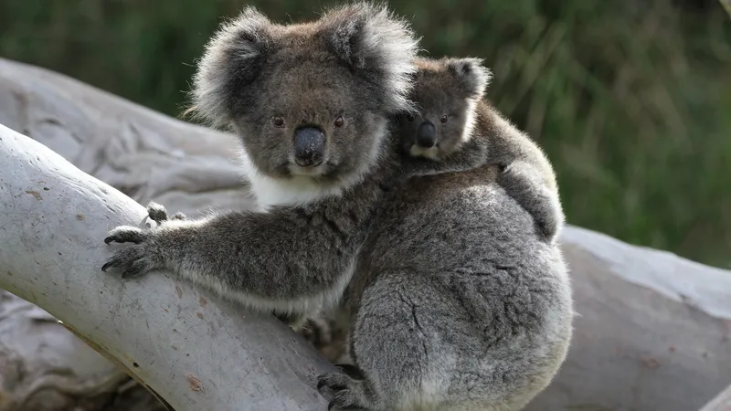 Mother koala carries a baby koala on her back on a tree branch.
