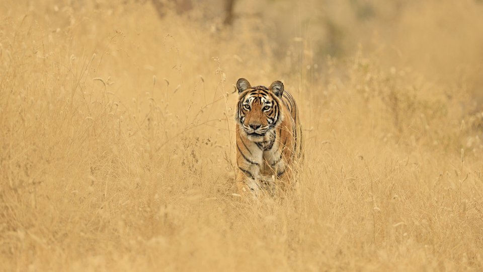 A color photo showing a tiger walking in the center of the frame in a meadow with yellow grasses