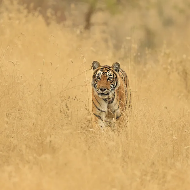 A tiger walking in tall golden grass