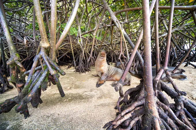 Galápagos sea lion (Zalophus wollebaeki) in the mangroves in Baronesa Bay, Floreana Island, Galapagos, Ecuador