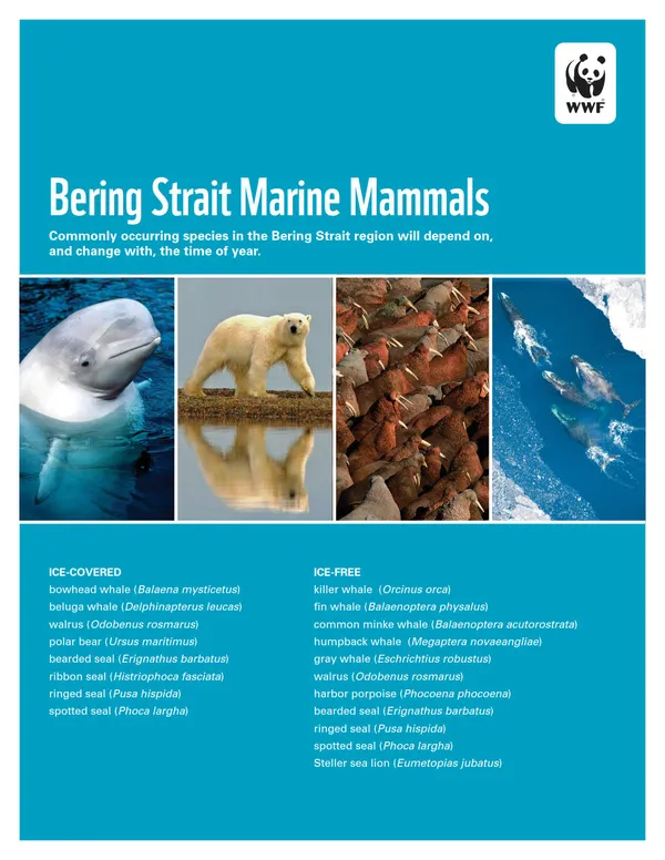 A scientific report cover with images of sea creatures from the Bering Strait and the title "Bering Strait Seafood Species."