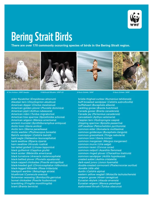 A scientific report cover with images of birds from the Bering Strait and the title "Bering Strait Birds."
