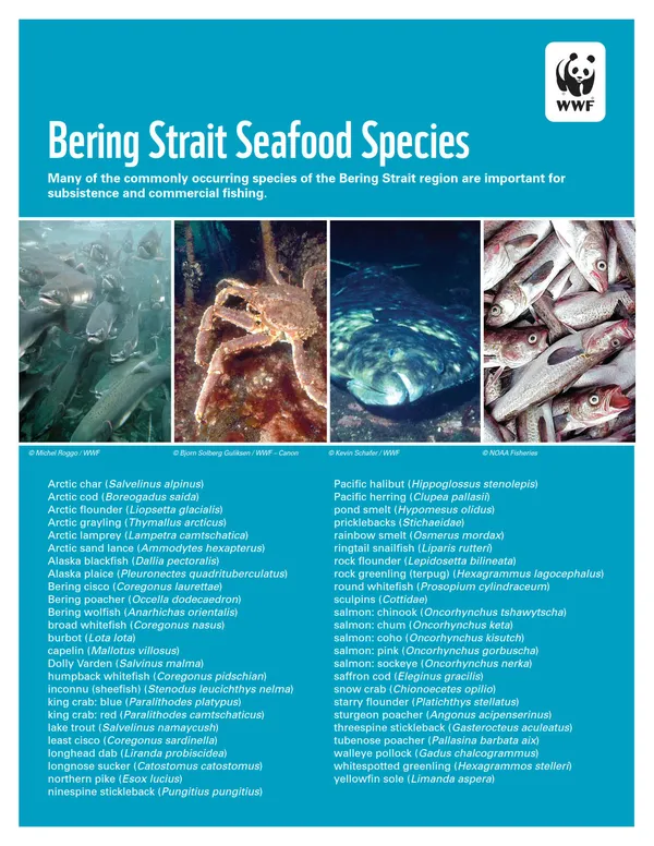 A scientific report cover with images of sea creatures from the Bering Strait and the title "Bering Strait Seafood Species."