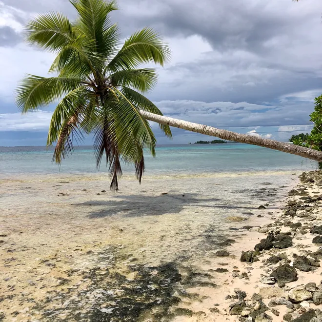 Palm tree hanging over the ocean in tropical beach