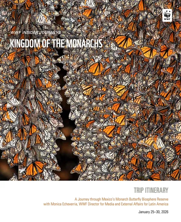 Cover photo for Kingdom of the Monarchs trip 2026