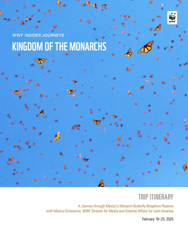 Cover photo for Kingdom of the Monarchs trip 2025