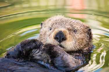 A sea otter floating on its back in water, looking at the camera