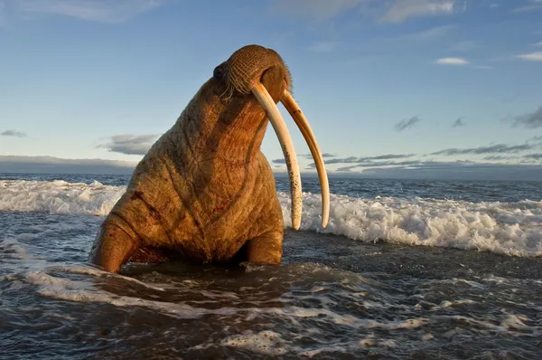 A closeup of a walrus with its head tilted back showing its large tusks by the ocean