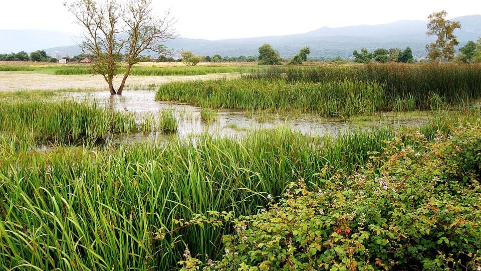 A green and healthy wetland area